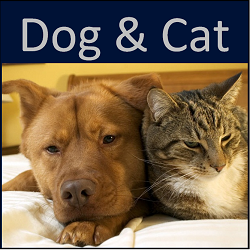 DOG & CAT.png