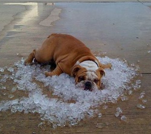 cool ice dog
