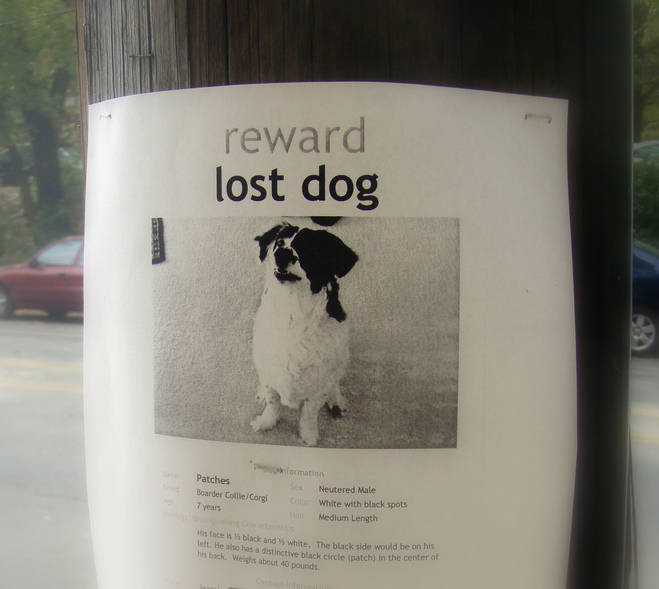lost-dog-Daquella_manera-flickr.jpg