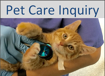 pet care.png