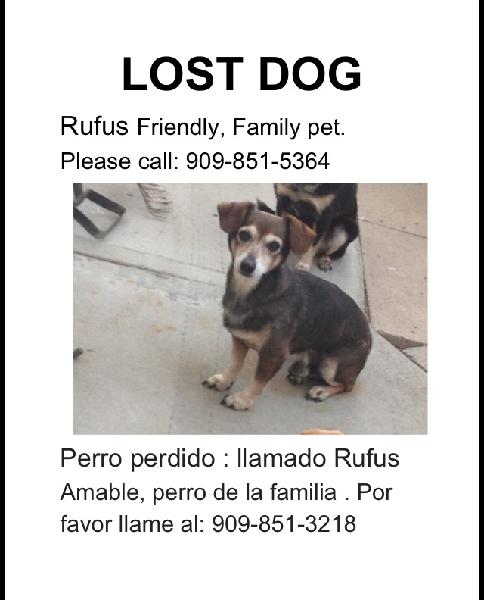 Lost family pet 