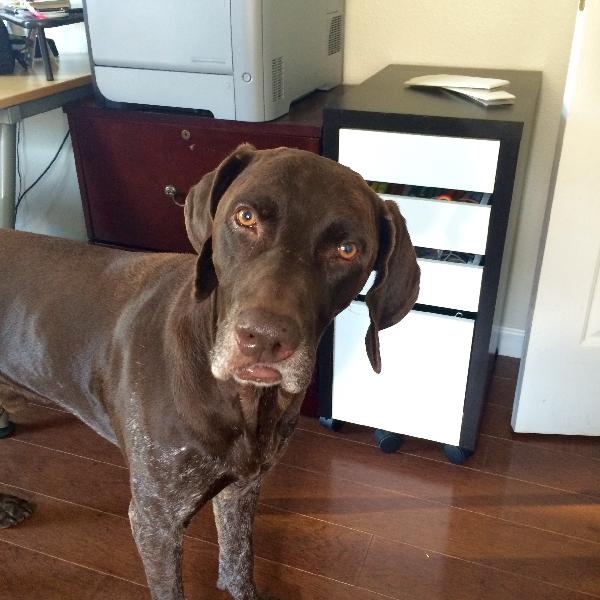 Missing German short haired pointer
