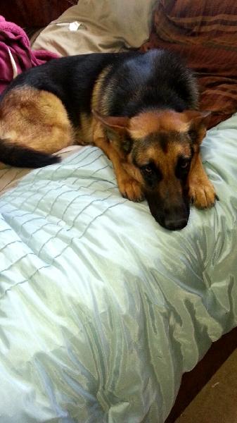 LOST DOG
