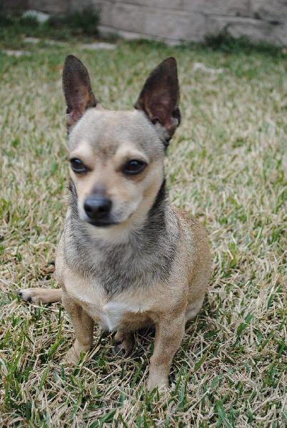 Lost Male Chihuahua, Chino