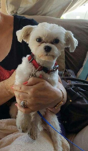Lost and Missing White Maltese Mix