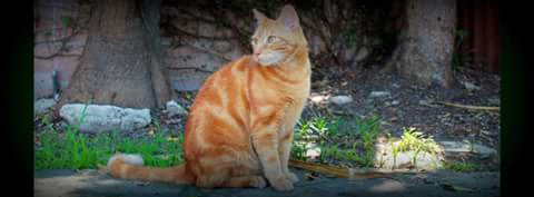 Missing Orange Tabby Cat - UPLAND