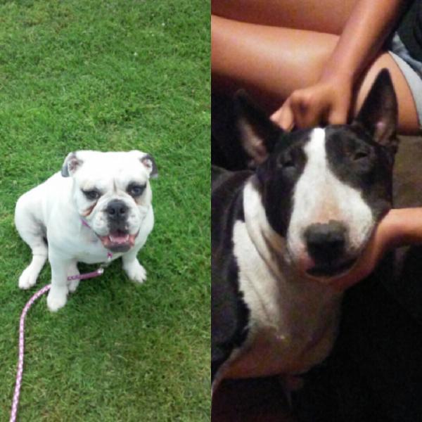 Lost family dogs