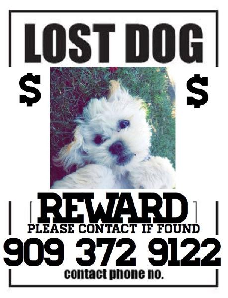 Missing puppy