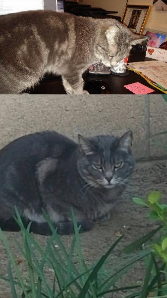 **Missing Gray Tabby Kitty in Chino Hills**