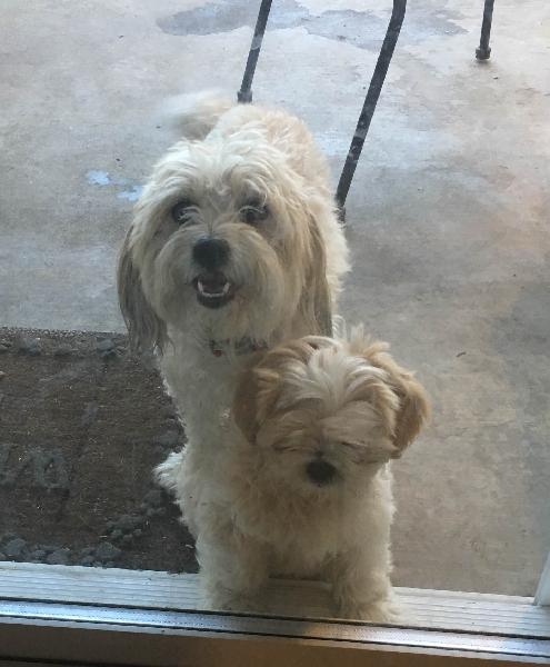 Found 2 Dogs 