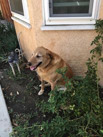 LOST YELLOW LAB ONTARIO EUCLID AVE