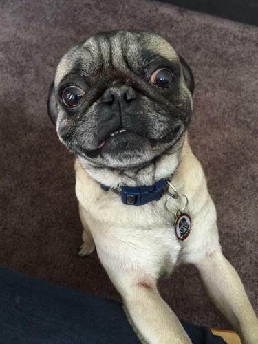 LOST PUG, REWARD IF FOUND AND RETURNED