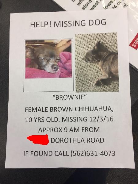Please help !Lost my dog $$reward if found$$