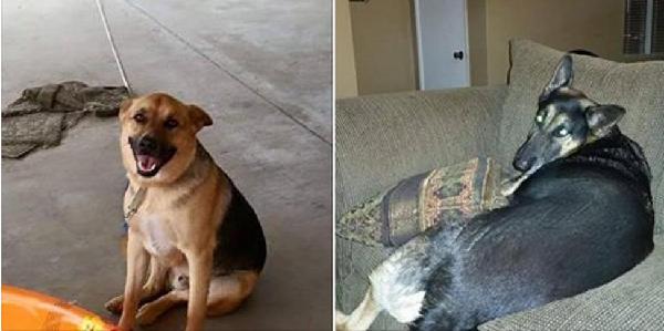 ***LOST DOGS - CHINO HILLS***