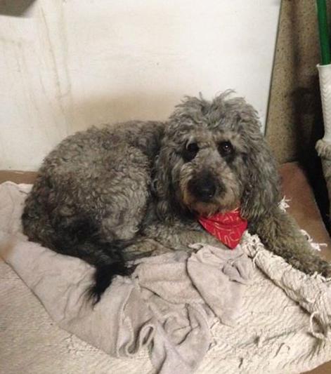 ***LOST - CHINO***