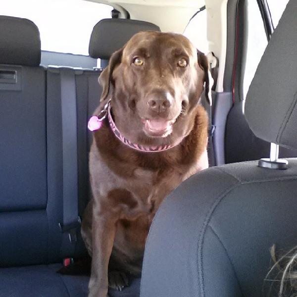 Cocoa - Lost Family 10 Yr Old Chocolate Lab