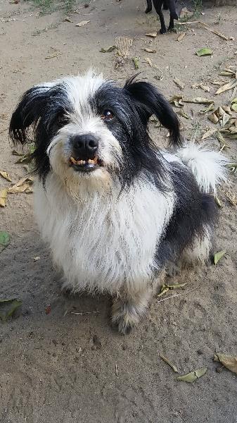 Lost dog 12 year old male, black and white
