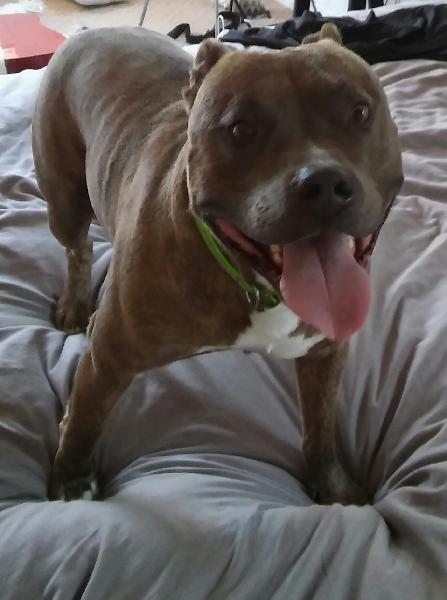 Male Pit Bull Found 1/13 in Lake Elsinore