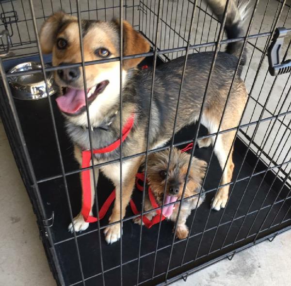 Found dogs - Phillips Ranch