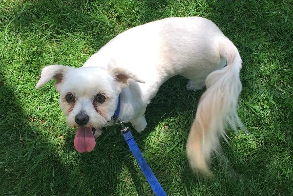 Small White Dog Found in Pomona, on Orange Grove