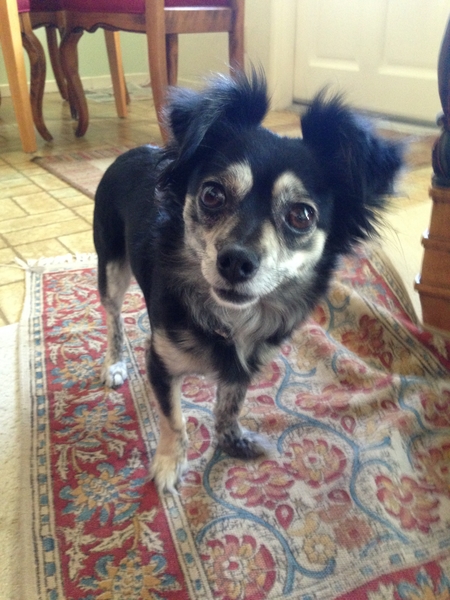 FOUND BLACK LONG-HAIRED CHIHUAHUA, FEMALE