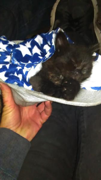 Homeless tiny kitten found in a dumpster area