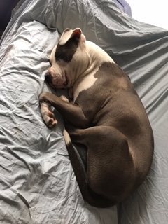 Lost Pit Bull in Chino