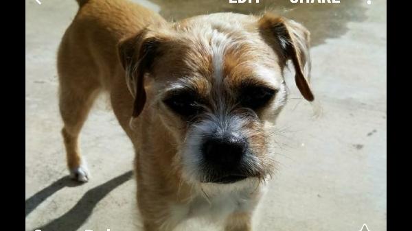 Lost Boxer, Terrier mix Female Dog