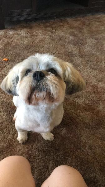 Lost LHASA APSO Male Grey 