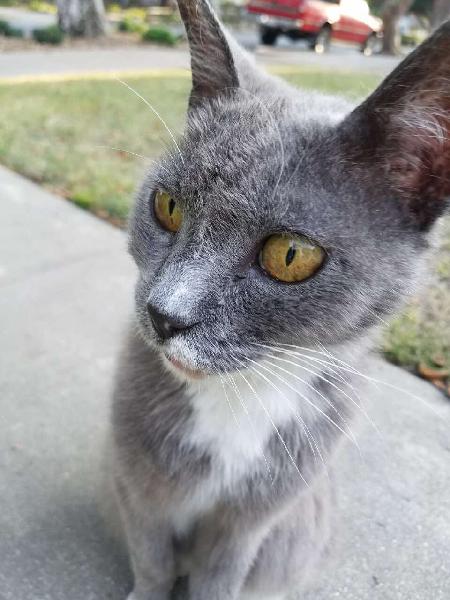 FOUND Grey Cat 