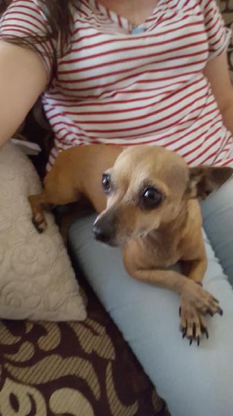 Lost Brown Chihuahua