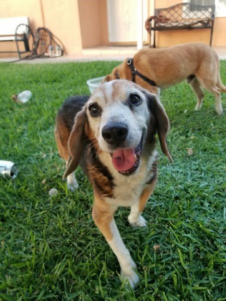 Found Beagle - Pomona