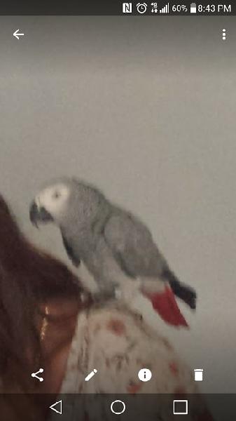 Lost African Gray Parrot by Ontario High School