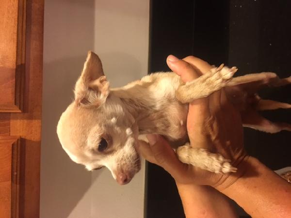 Found Chihuahua in Glendora 8-14-17