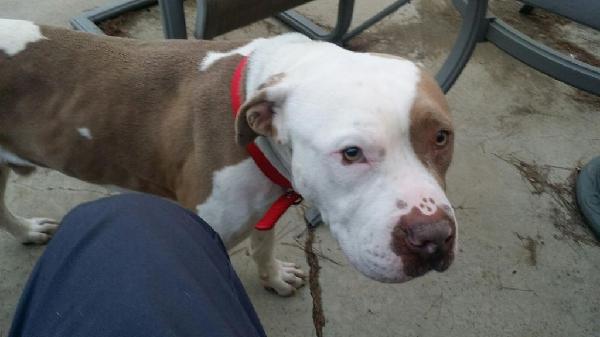 LOST PIT BULL color white and rust/orange