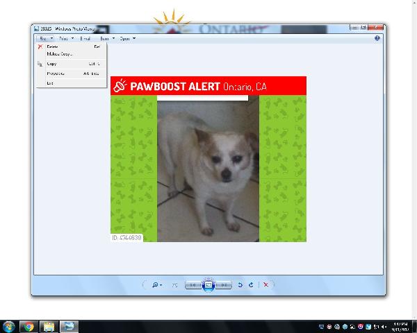 lost dog