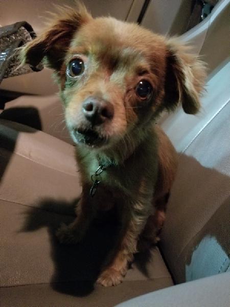 Lost 10yr old Chihuahua Mix- Female/Brown