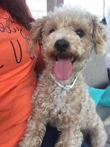 Found poodle in Chino