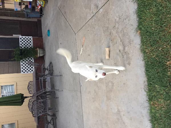 Found Young Female White Husky