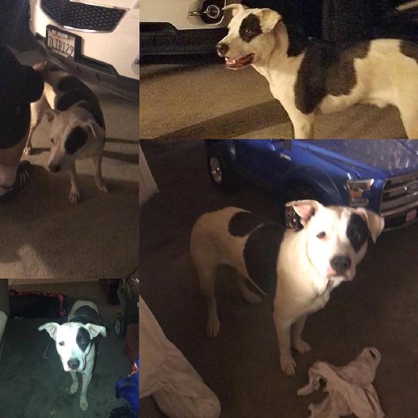 Found - white and black male pit bull dog