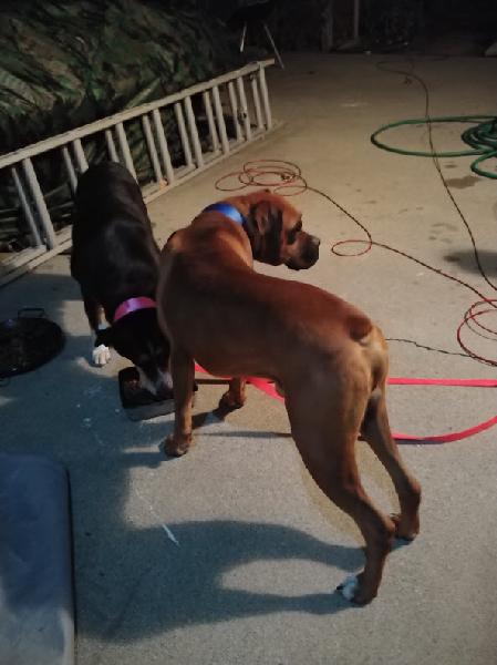 Two dogs found Claremont, Boxer and Shepard Mix