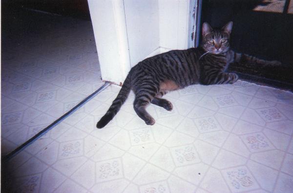 LOST MALE CAT - "TINY"