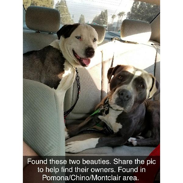 Found Dogs