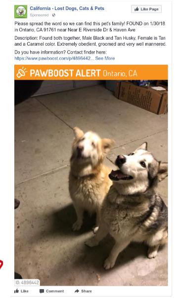 Found Two Huskies 