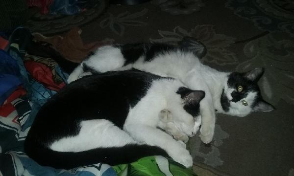 Missing Black & White Male Cat