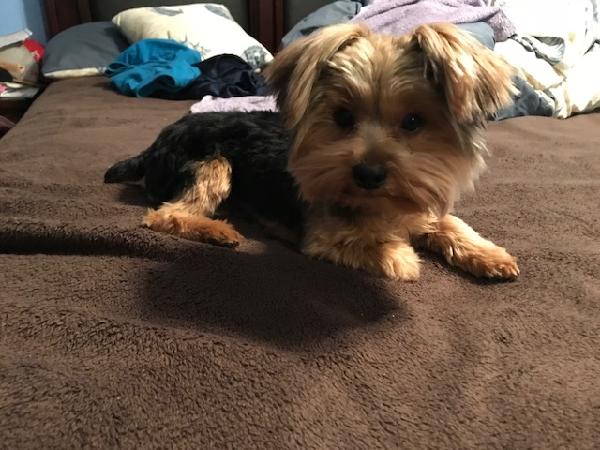 Lost Male Yorkie