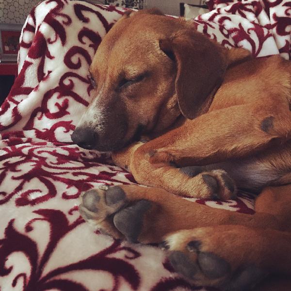 Lost Beagle/Daschund Dog