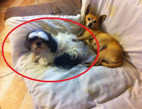 ***LOST - 15 YEAR OLD DOG - CHINO***