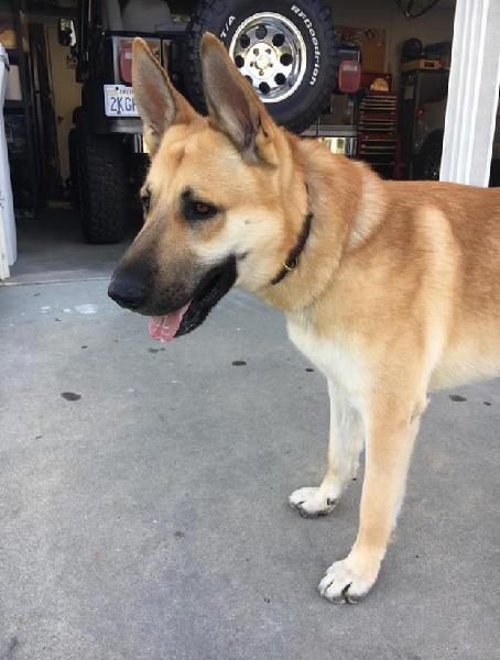 ***FOUND DOG - CHINO HILLS***