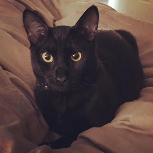 Lost Black Cat: Calvin